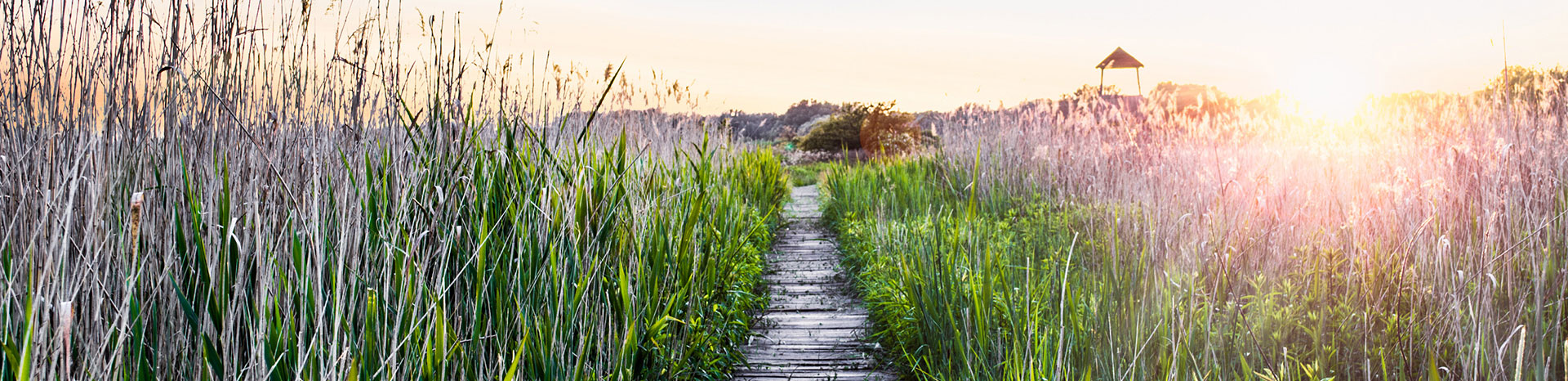 wooden-walkway.jpg